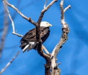 2016 11 21 RedWingEagles 008